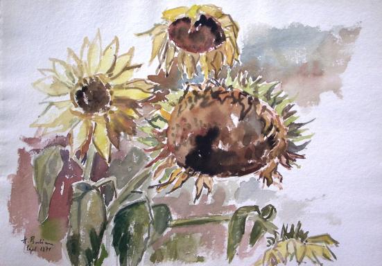 Vier Sonnenblumen-Blüten unterschiedlicher Größe im Werden und Vergehen.